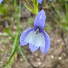 Californian Lobelia thumbnail 4