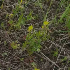 Small Sundrops thumbnail 4