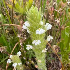 hairy owl's clover thumbnail 2