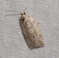 North American Black-headed Birch Leaffolder Moth thumbnail 2