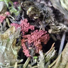 carnival candy slime mold thumbnail 4