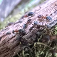 Western Velvety Tree Ant thumbnail 3