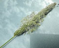 Creeping Foxtail thumbnail 3
