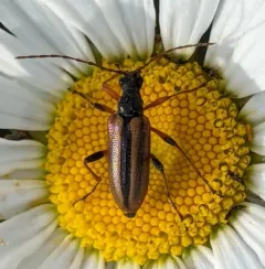 Cortodera longicornis thumbnail 1
