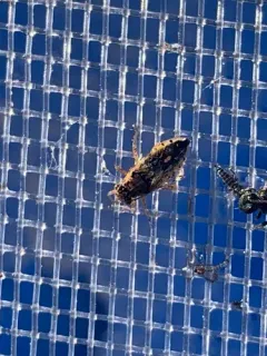 Brachycarenus tigrinus thumbnail 1