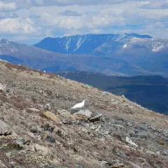 Rock Ptarmigan thumbnail 2