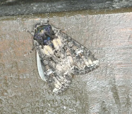Scripted Arches Moth
