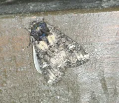 Scripted Arches Moth thumbnail 1
