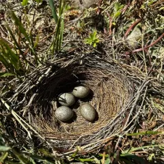 Sprague's Pipit thumbnail 3