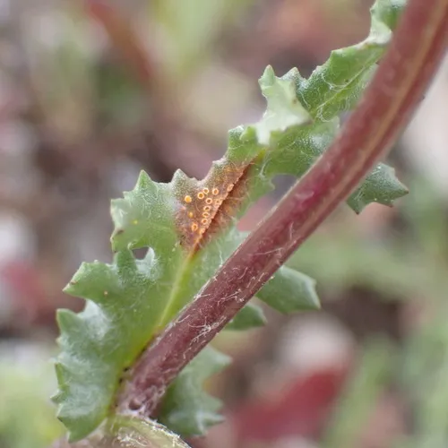 Groundsel crown rust