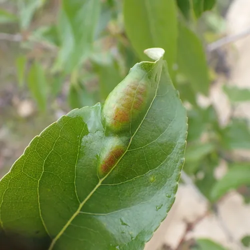 Taphrina populi-salicis