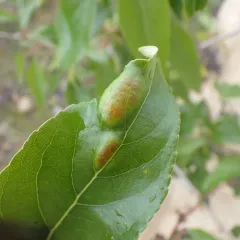 Taphrina populi-salicis thumbnail 1