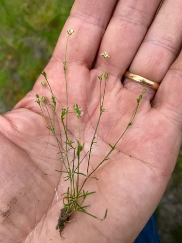 trailing pearlwort