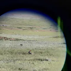 Desert Cottontail thumbnail 3