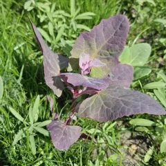 garden orache thumbnail 3