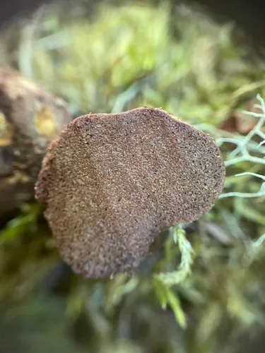Rhizopogon exiguus