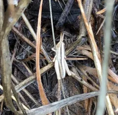 Striped Slant-faced Grasshopper thumbnail 4