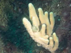 Glove Horny Sponge thumbnail 3