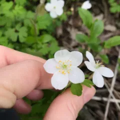 false rue anemone thumbnail 1