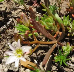 threeleaf lewisia thumbnail 4