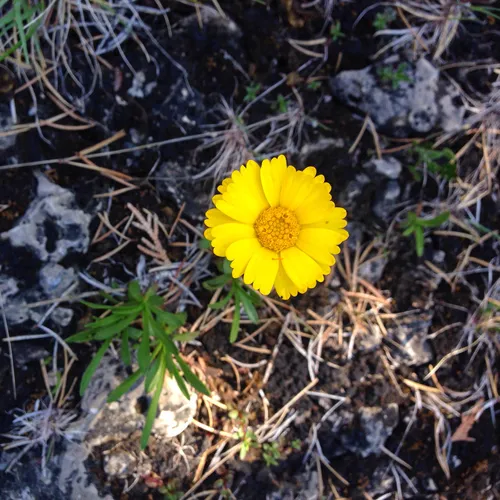 lakeside daisy