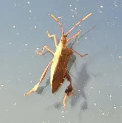 Leptoglossus oppositus thumbnail 2