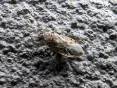 Brachycarenus tigrinus thumbnail 4