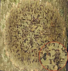 Speckled Blister Lichen thumbnail 4