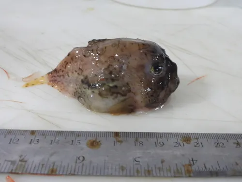 Atlantic Spiny Lumpsucker