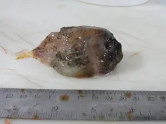 Atlantic Spiny Lumpsucker thumbnail 1