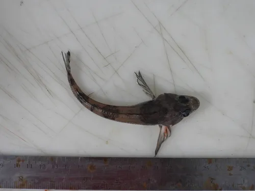 Moustache Sculpin