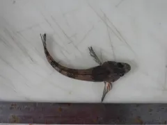 Moustache Sculpin thumbnail 1