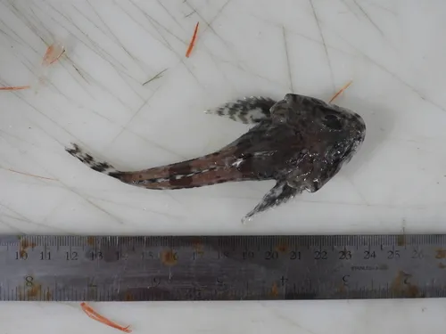 Atlantic Hookear Sculpin
