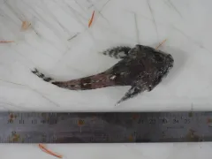 Atlantic Hookear Sculpin thumbnail 1