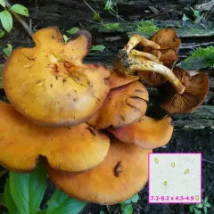 Yellow Gymnopilus thumbnail 4