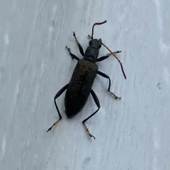 Bronze Darkling Beetle thumbnail 3