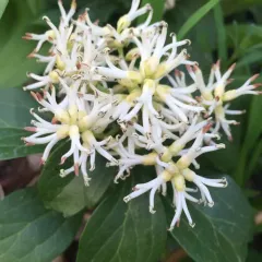 Japanese pachysandra thumbnail 2