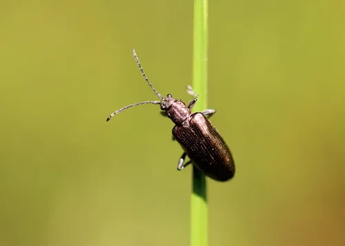 Tubercle-faced reed beetle