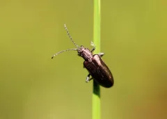 Tubercle-faced reed beetle thumbnail 1