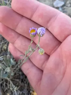 Tweedy's Fleabane thumbnail 2