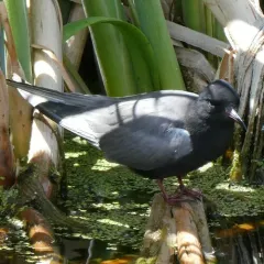Black Tern thumbnail 3