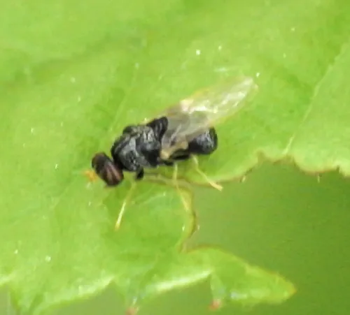 Gowdeyana punctifera