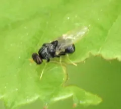 Gowdeyana punctifera thumbnail 1