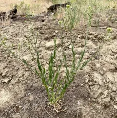 littlepod false flax thumbnail 2
