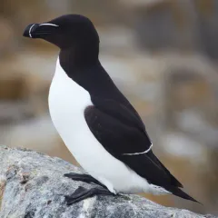 Razorbill thumbnail 4