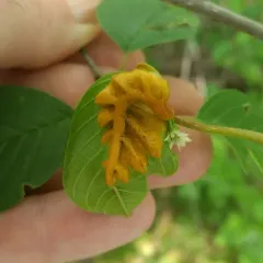 Crown Rust thumbnail 2