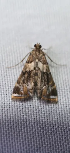 Dimorphic Leafcutter Moth