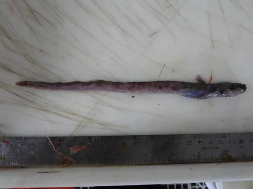 Checkered wolf eel