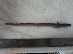 Checkered wolf eel thumbnail 1