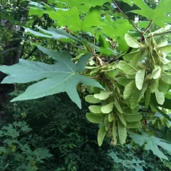 bigleaf maple thumbnail 3